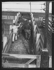 : Calumet City, Illinois. Hogs being driven toward the loading, Untitled photo