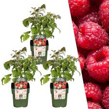 3 x plants de framboises biologiques - Ø 13 cm - ↨ 20 cm Rubus idaeus