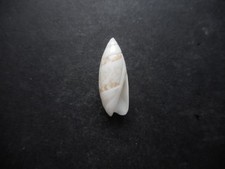 Olivella cocoensis,Super hard to get!Gem!