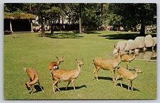 Animals~Formosan Sika Deer In Detroit Zoo Detroit Michigan~Vintage Postcard