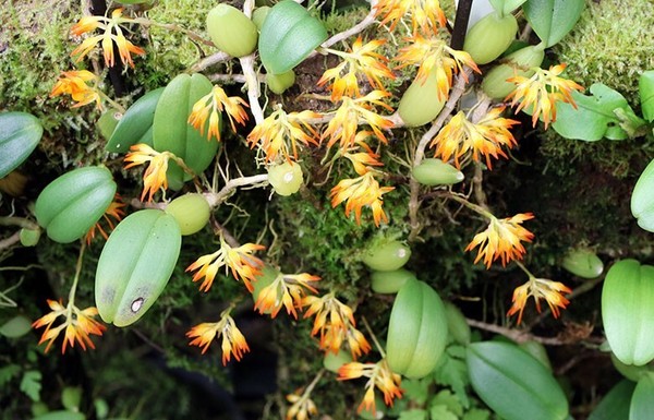 Bulbophyllum chrysendetum Orchid species Blooming size Very Rare