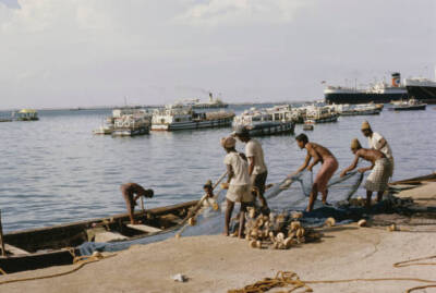Fishermen In Aden Harbour Fishermen Draw In Their Nets From The Wa- Old Photo