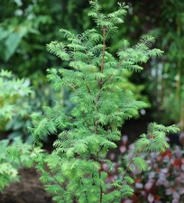 Urweltmammutbaum Chinesisches Rotholz 100-125cm - Metasequoia glyptostroboides