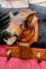 Taxidermy Huge Wild Hog Boar Pig Shoulder Mount  with Feet on Oak Shield Vintage