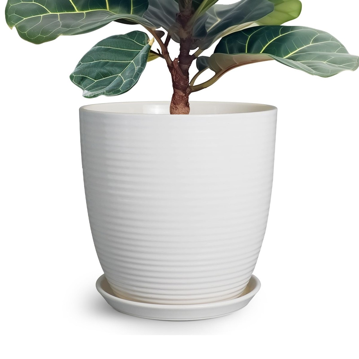 hanging plant leaves Spider Plant Hanging Basket: Pet Friendly Live Plant - (6” Pot) – Easy  Plants for Beginners – Chlorophytum Comosum main image 1
