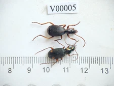 V00005. Insects, Beetles, Carabidae. North Vietnam, Dien Bien