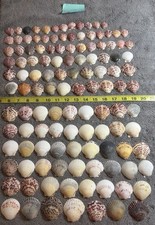 120 Scallops Shells From Sanibel Island Great For Collectors And Crafters