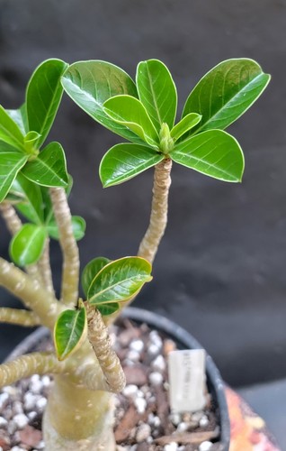 Adenium Obesum SEED Grown NOT Grafted RARE PURPLE Blooms 100% USA Grown Caudex15 - Picture 10 of 11