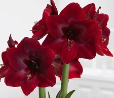 Black Pearl Amaryllis  Bulb, Pretty Flowers, Please Check our other items