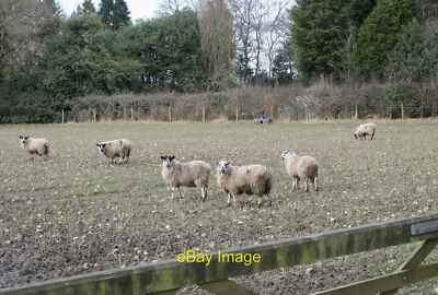 Photo 12x8 Sheep may safely graze Arley Meadow near Crowley Grange c2022