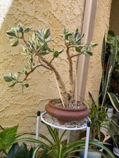 Crassula Mature Variegated Jade in Bonsai Pot