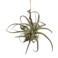 Artplants Kunst Tillandsien Stricta Gesteck Snarfy Auf Ast, GrüN, 21X27Cm
