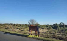 Photo 6x4 Horse beside Hatchet Lane East Boldre  c2022