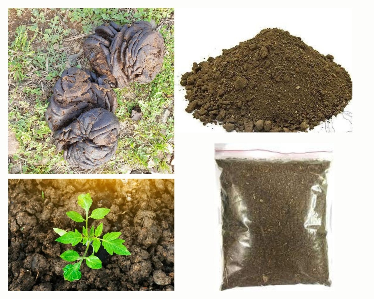 Dried Cow Dung Manure Organic Fertilizer Natural Compost For Plants Growth  400g | eBay