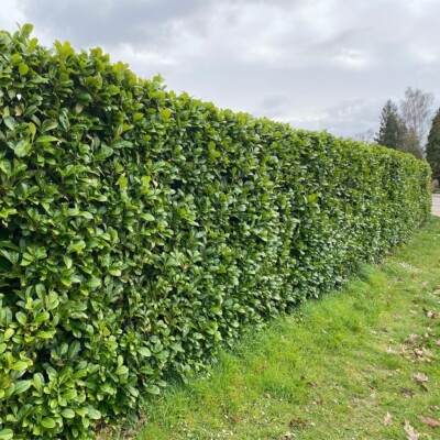 1 x Prunus laurocerasus  Etna' (Kirschlorbeer) TOP FÜR HECKE winterhart