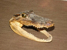  6" LONG REAL ALLIGATOR HEAD DESK DISPLAY PAPERWEIGHT