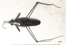 Hemiptera Gerris buenol 7-10mm MorF A1 or A- from CANADA - #0936