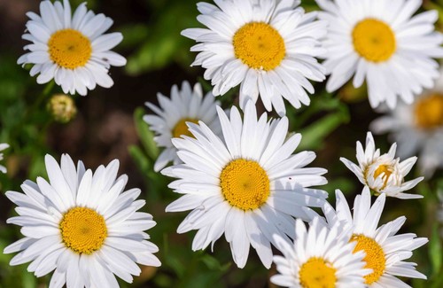 Shasta Daisy - Leucanthemum × Superbum Perennial Bare Root Live Plant - Picture 5 of 5