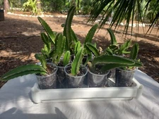 Stapelia gigantea Succulent starfish cactus Rooted Live Plant 