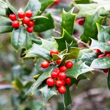 Stechpalme BLUE PRINCE 20 cm im Container