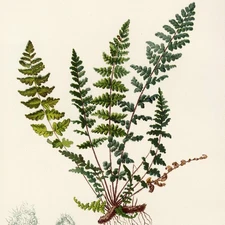 1878 Prang Native Flowers & Ferns Stone Chromolithograph, Pl. 24 Hairy Lip Fern