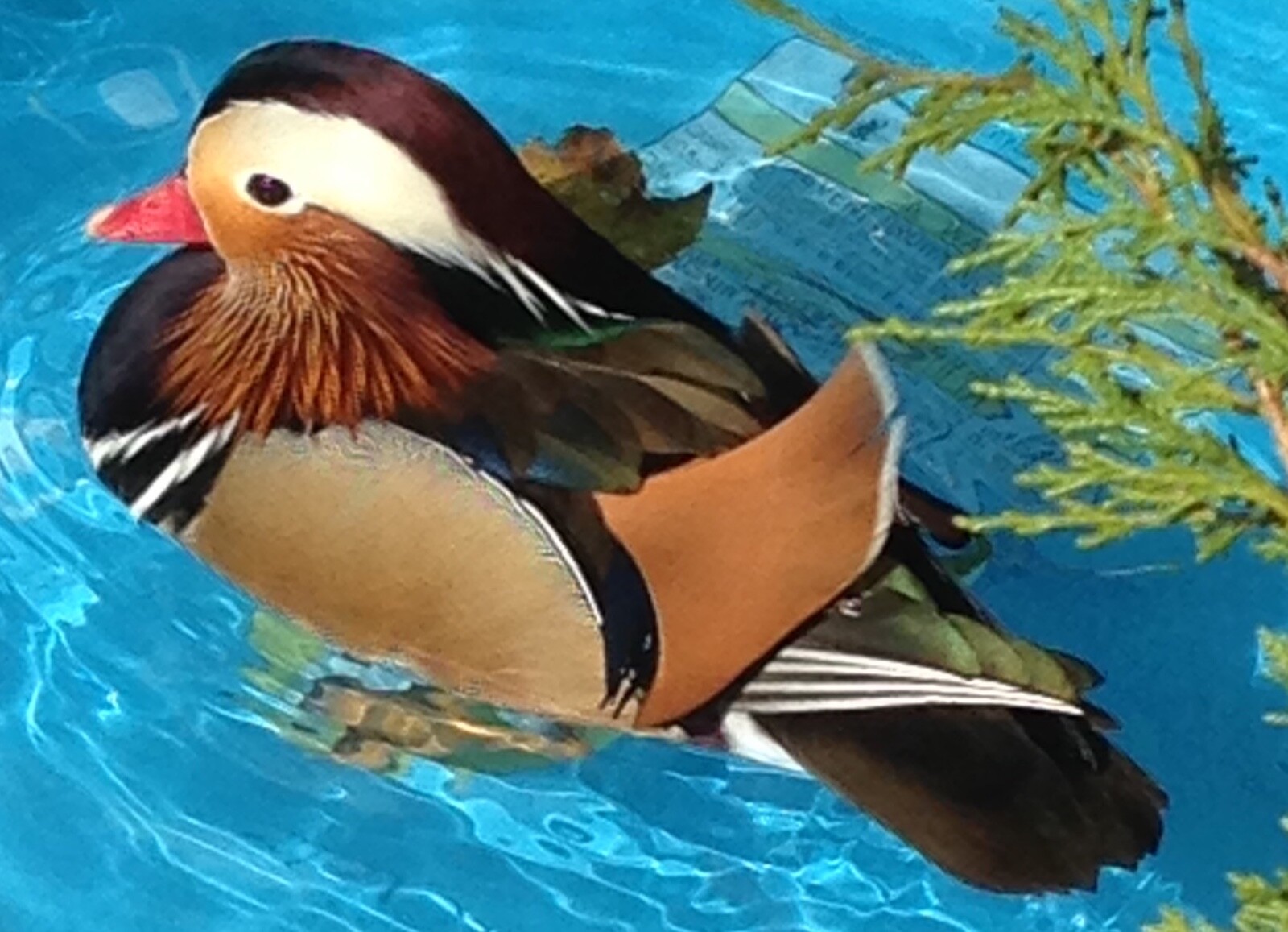 Mandarin Duck eggs! 🐣PreSale! 4 Eggs eBay