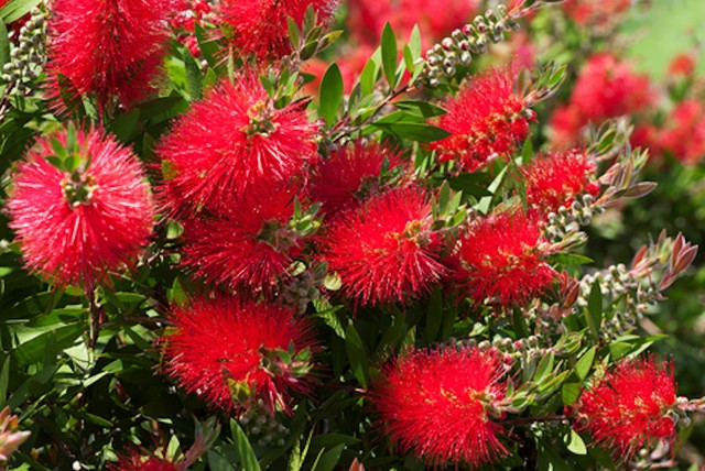 Crimson Bottlebrush Callistemon Citrinus Seeds Bush Tucker Plant For Sale Online Ebay