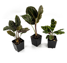 Calathea Plant Bundle 3 Pack, Live Tropical Houseplants Assorted Prayer Plants