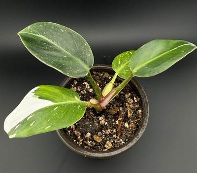 philodendron shangri Monrovia® Shangri La Philodendron
