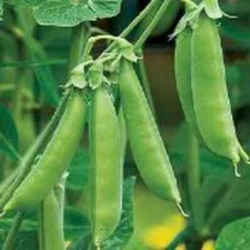 50+ Sugar Ann Snap Pea Seeds Heirloom, NON-GMO, FREE SHIPPING #31