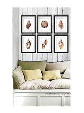 Sea Shells Home Decor Art Prints Set of 6 Wall Art 8x10 Beach Wall Hanging