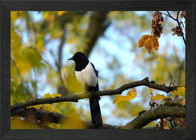 Elster auf Ast gerahmtes Wandbild Poster Leinwanddruck Bild