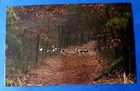 Postcard American Foxhound Dogs in Forest Astrid Harrisson Art Card 6" x 3.75"