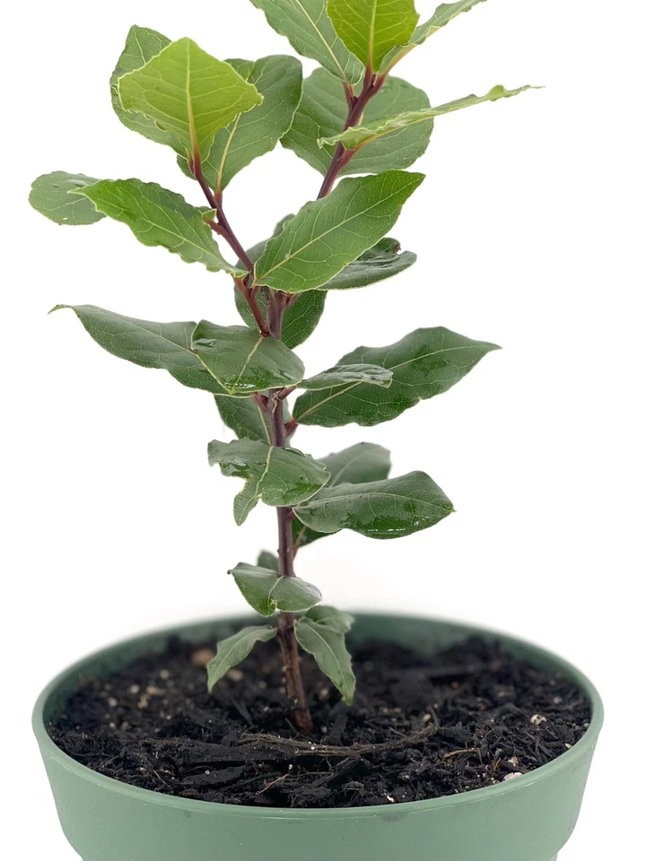 Organic Bay Laurel Tree, Mediterranean, Bay Leaves, Inside/Outside Evergreen - Image 2 of 4