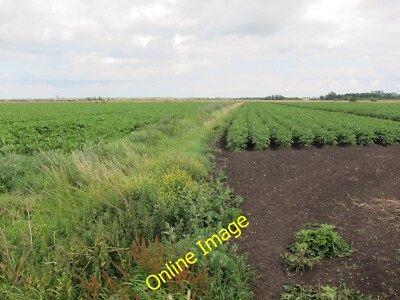 Foto 12x8 Coveney Seggenfen Zuckerrüben links, Kartoffeln rechts c2011