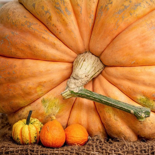 1 Oz Atlantic Giant Pumpkin Seeds - Everwilde Farms Mylar Seed Packet - Picture 3 of 3
