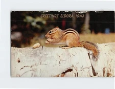Postcard Chipmunk Eating Peanuts Greetings from Eldora Iowa USA