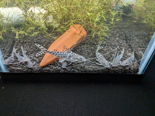 8-pictus-catfish-freshwater-live-tropical-aquarium-fish-local-pick-up-miami-fl-big-0