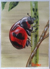 Ladybug – 7x5 Original Miniature Painting, Realistic Insect Nature Wildlife Art