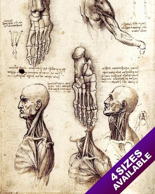 LEONARDO DA VINCI HUMAN ANATOMY FOOT HEAD NECK SKETCH REAL CANVAS ART PRINT