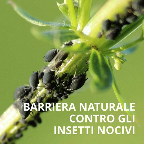Olio Di Neem Insetticida Biologico Contro Parassiti Insetti Orto Piante Naturale - Foto 30 di 34