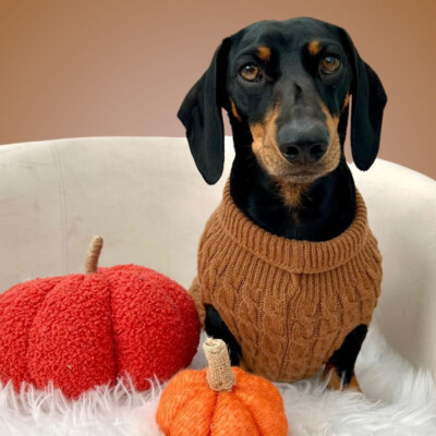 Gingerbread Cookie Luxury Cable Knit Dachshund Jumper