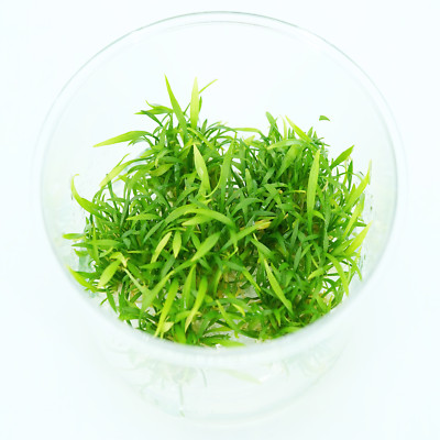 Buy2Get1Free Cryptocoryne Parva Tissue Culture Live Aquarium Plant