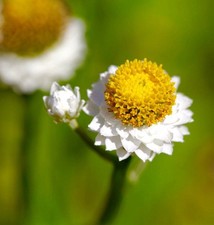 1100x Winged Everlasting Flower Seeds - (Ammobium  grandiflorum) –