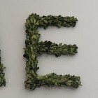 HOME in preserved  Boxwood  Letters — photo 5