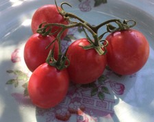 50 PORTER TOMATO SEEDS - FRESH FOR YOUR VEGETABLE GARDENS