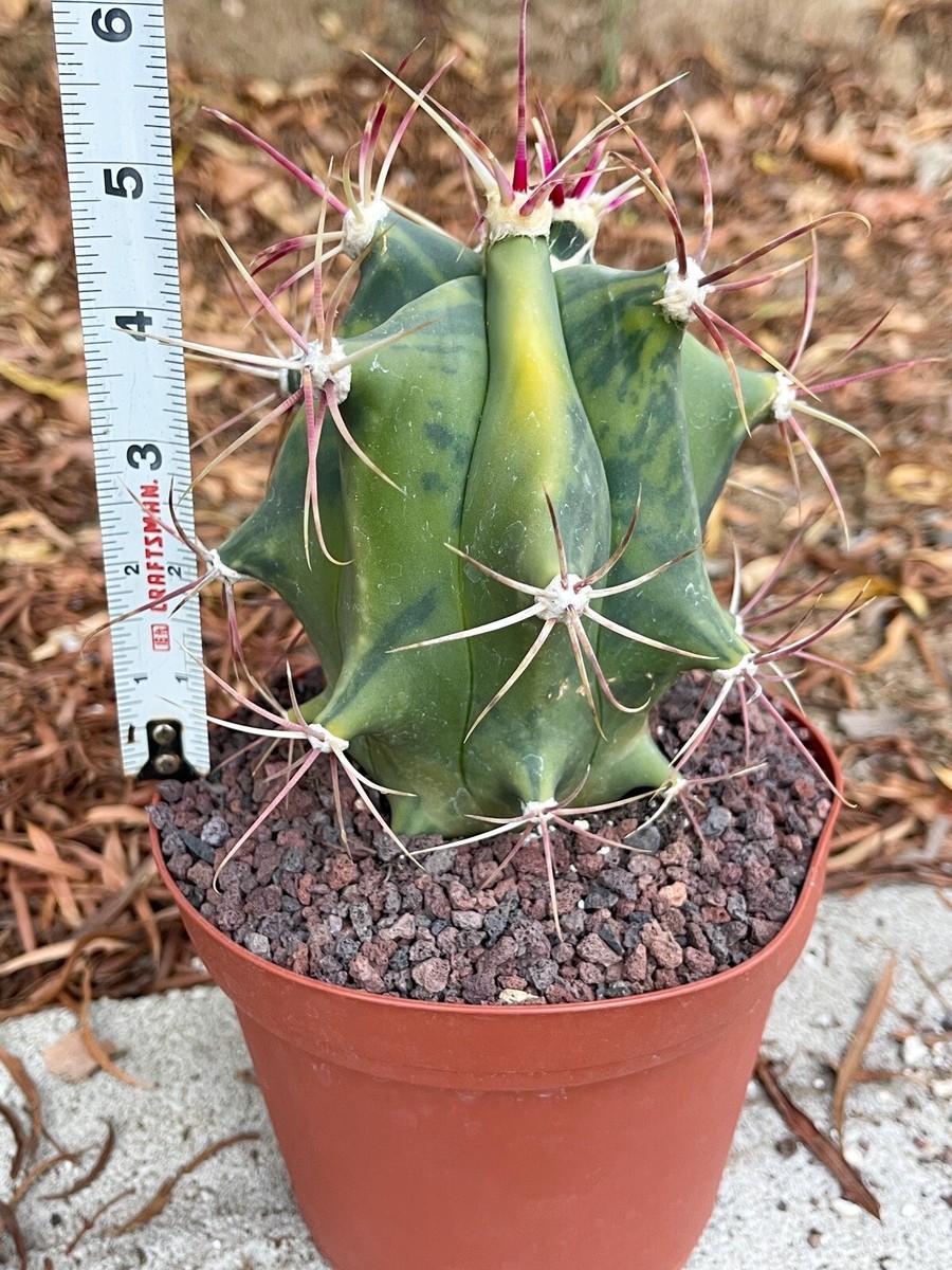 Variegated Ferocactus gracilis coloratus | Rare Cactus | Live Plant in 6  Pot | eBay