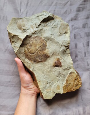 Rare Dinosaur Age Cretaceous Plant Fossils Leaves Lance Fm Wyoming