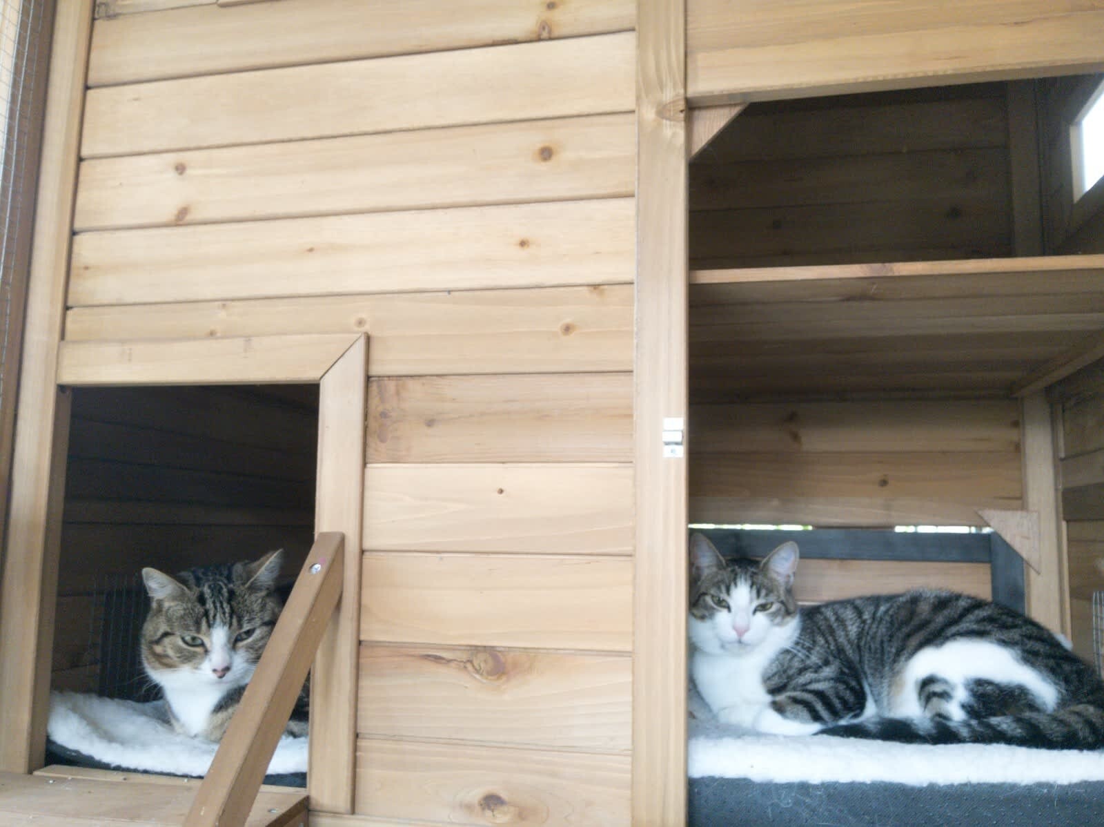 Outdoor Cat Enclosure eBay