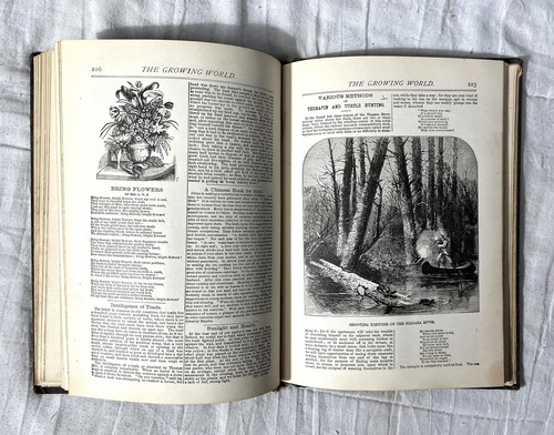 Salesman Sample Antique Book-THE GROWING WORLD -1886 Victorian Science Art etc. - Picture 16 of 18